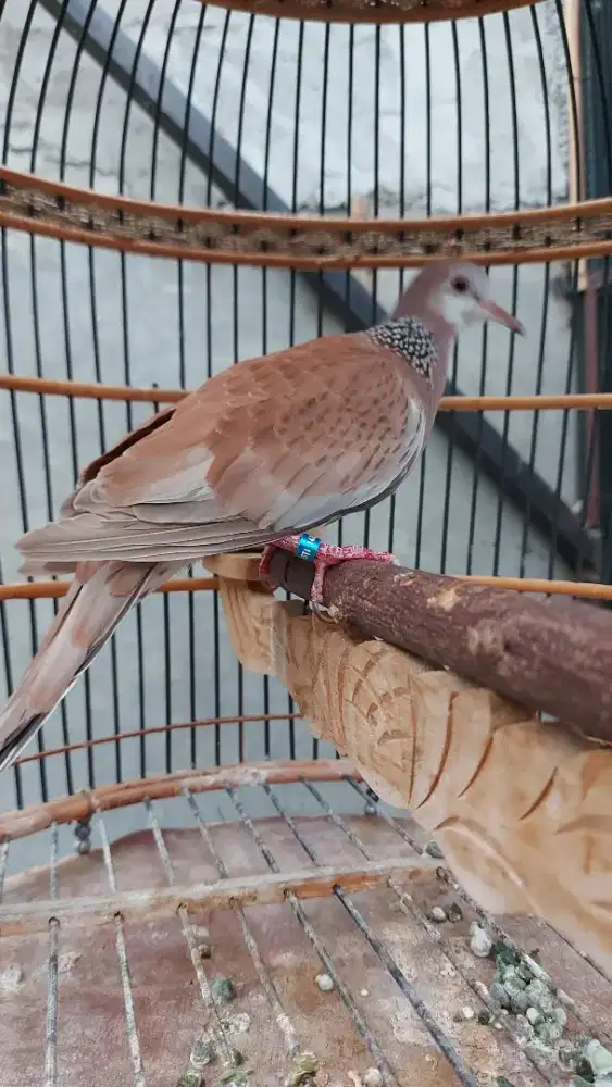 Jual Burung Tekukur Gacor