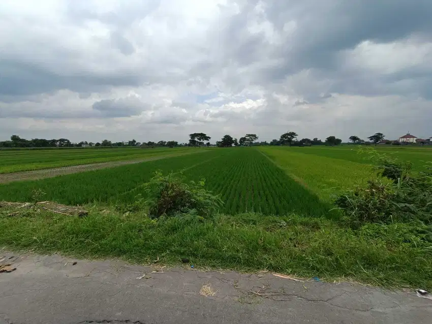 Aset BTN Solo Tanah Sawah di Kalikotes Klaten