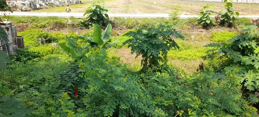 Taufik - DiJual Tanah di JL RAYA PACET , Dlanggu , Mojokerto , Jawa Ti
