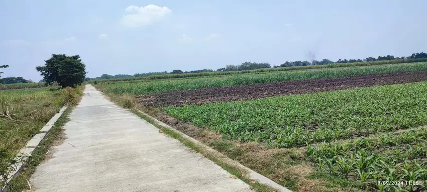 Taufik - DiJual Tanah di DESA SAKETI MOJOAGUNG , Mojoagung , Jombang