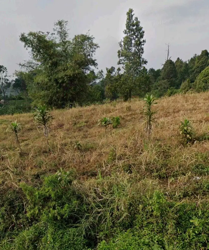 Dijual Lahan Kebun 7,000m2 SHM di kaki Gunung Salak Cijeruk Bogor