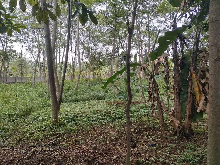 DIJUAL TANAH DI KLAPANUNGGAL KAB. BOGOR