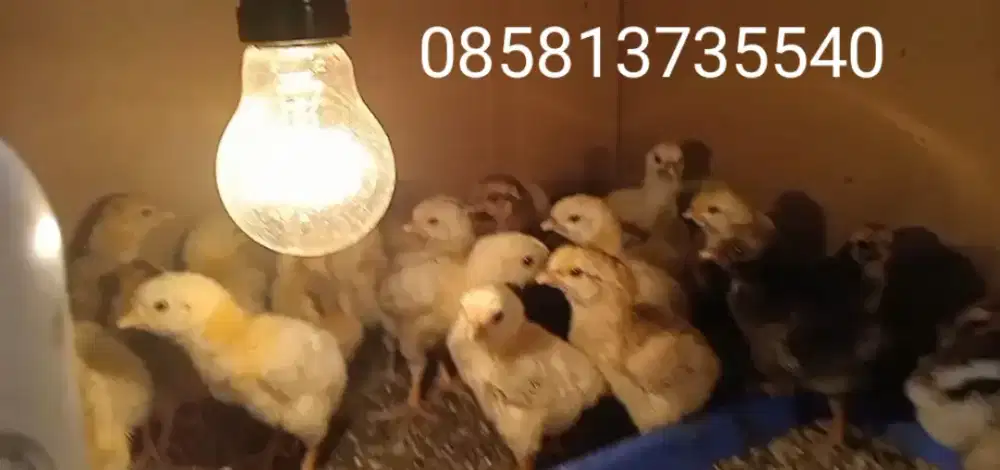 DOC KUB 2 JANAKA (HARGA PER 20 EKOR)