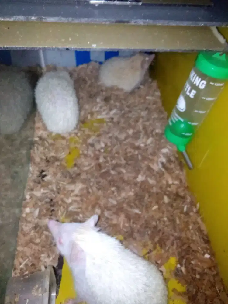 Landak mini jantan dan betina