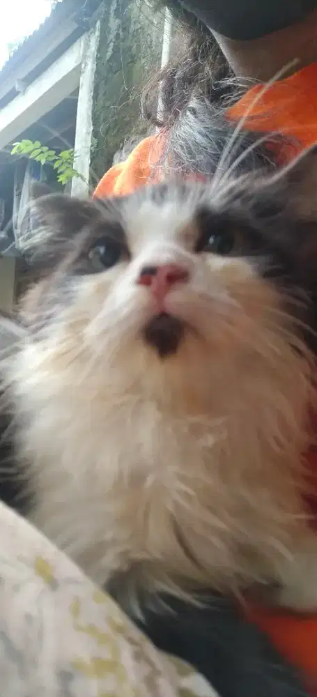 Kucing Kitten Midoll