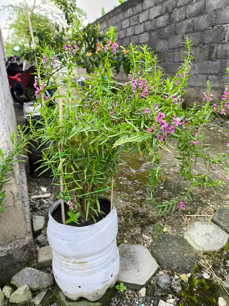 Tanaman Bunga Lavender Merah Muda Dan Ungu