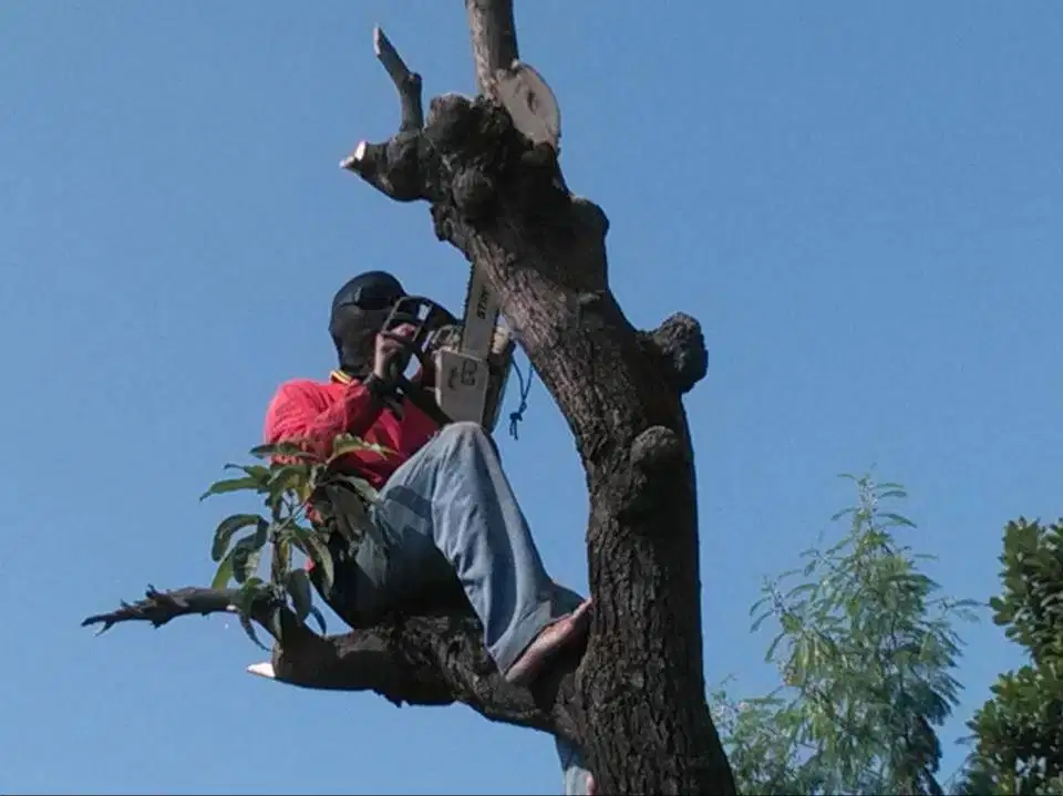yang mengurusi pemotongan pohon besar yang ahli sangat lincah