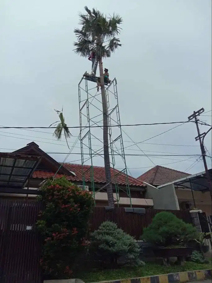 pohon palem yang besar dan tinggi kami siap bantu potong