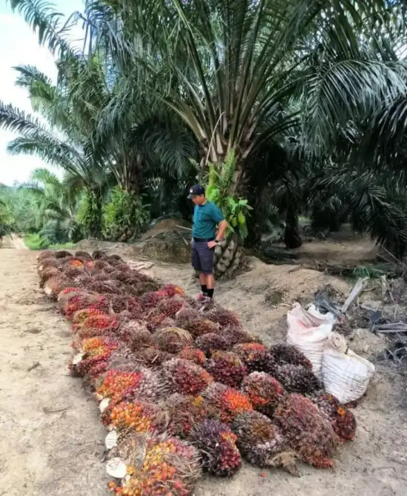 Lowongan kerja di Resmi di PT perkebunan kelapa sawit Kalimantan