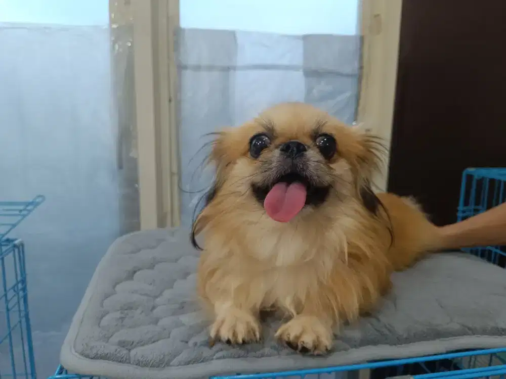 Jual Mini Pekingese Jantan Bloodline Import Ukrain