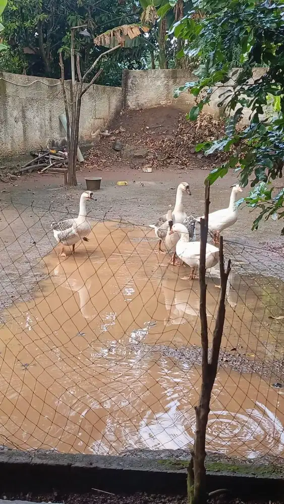 Soang/Angsa Jual Cepat