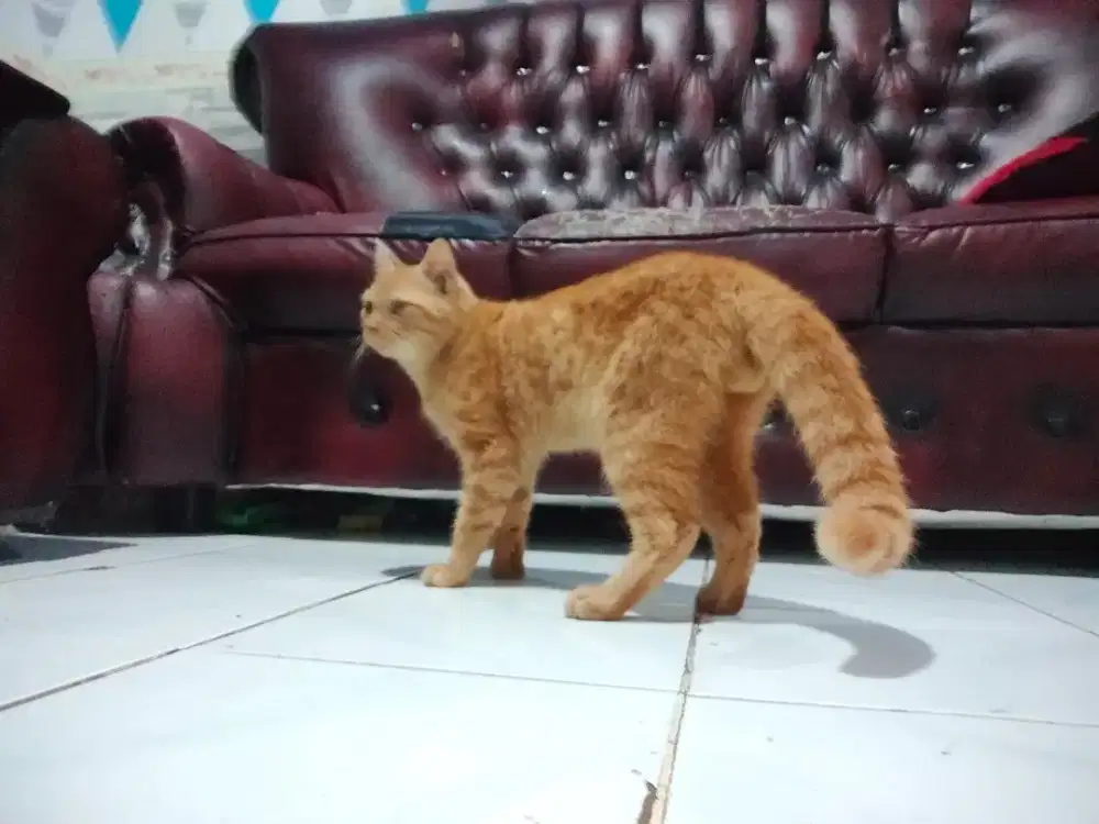 Munchkin NS Jantan Oren