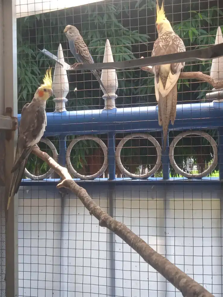 Burung falk Sepasang