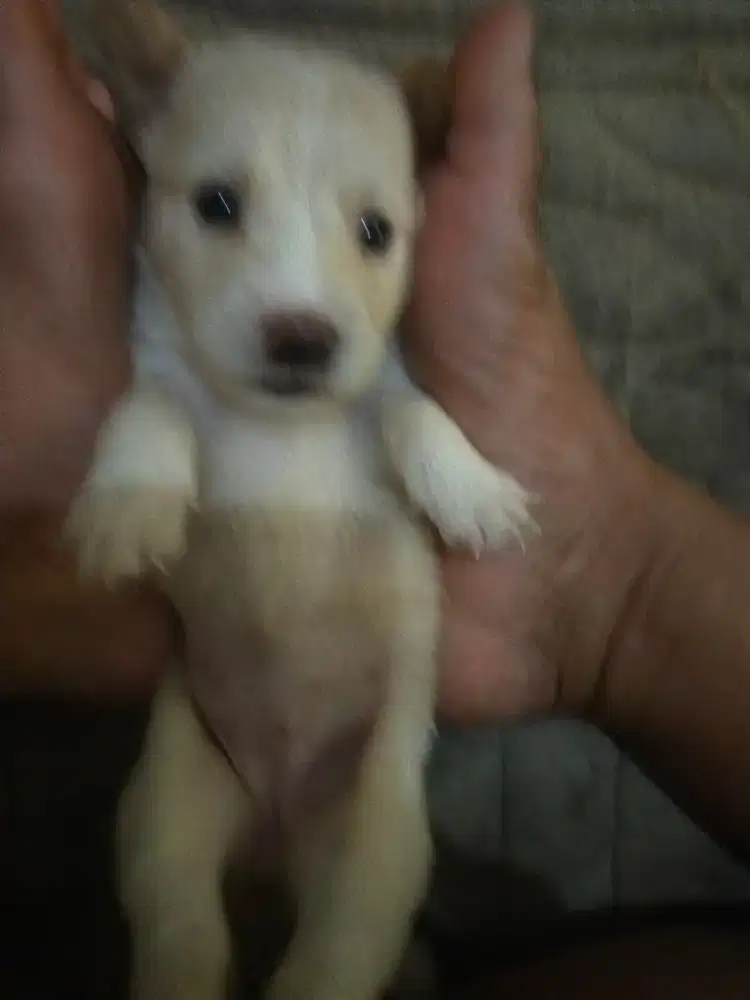 Anak anjing mix corgie.