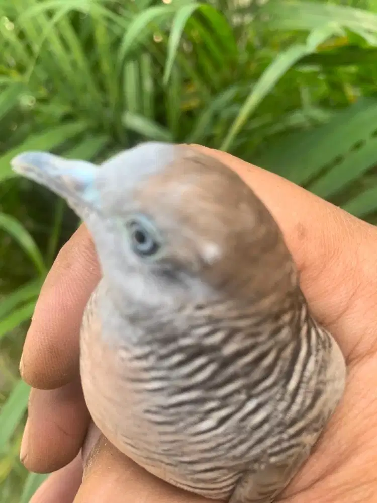 Perkutut Satrio Wilis Buat Pemimpin