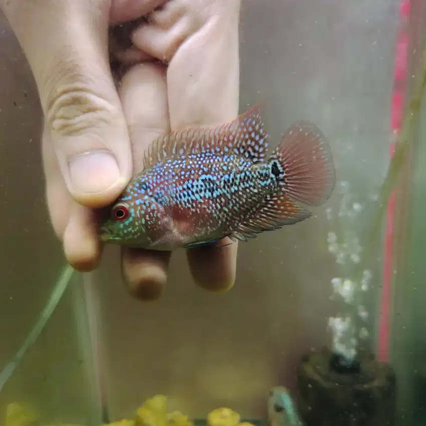 MMXRD04 Ikan louhan cencu 4cm merah lohan cencu flowerhorn cencu indo