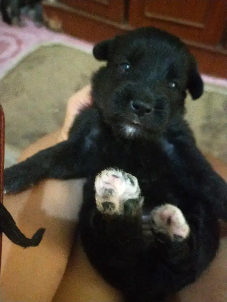 Anak anjing mix corgie