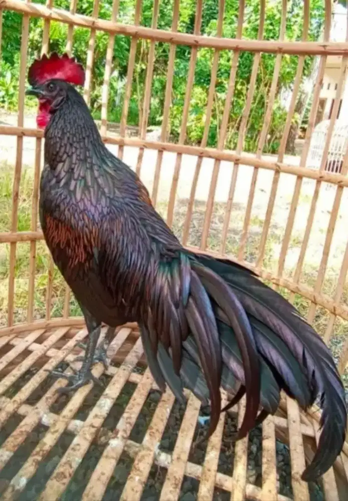 Ayam bekisar suara merdu