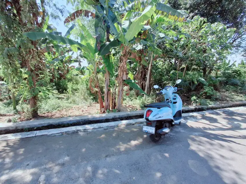 Dijual tanah suruh tasikmadu