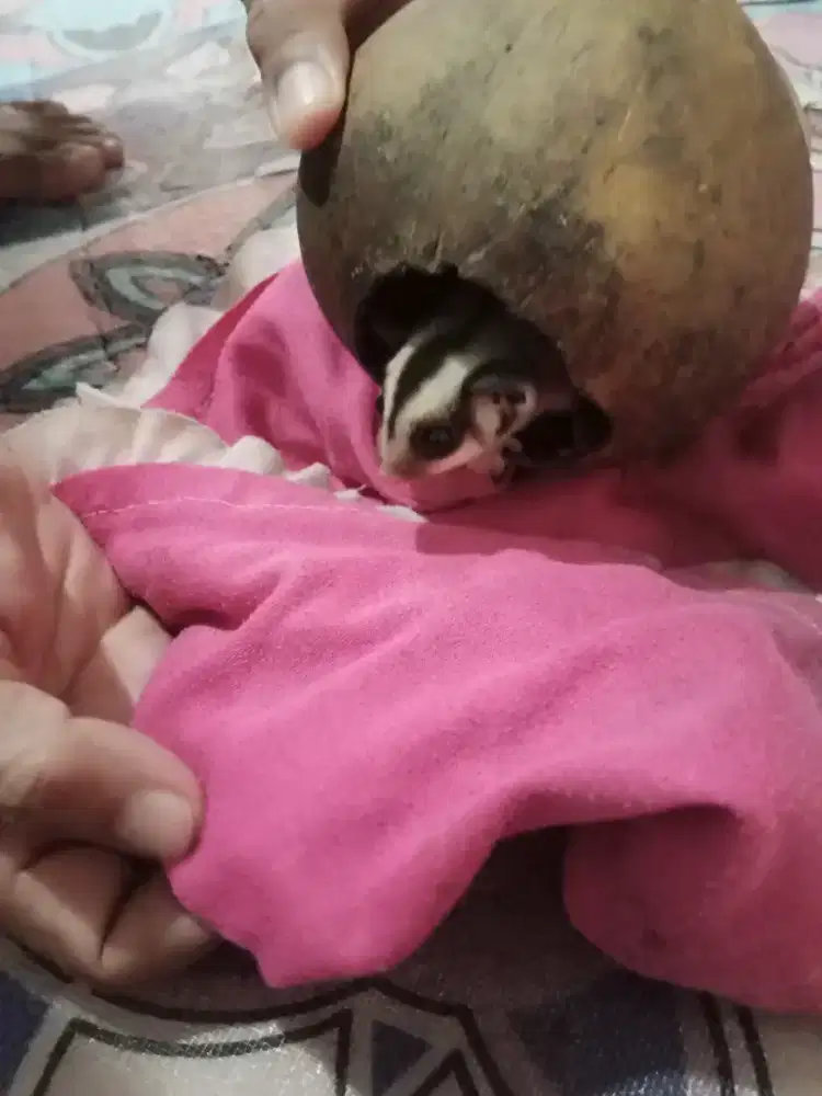 Sugar Glider Classic Grey