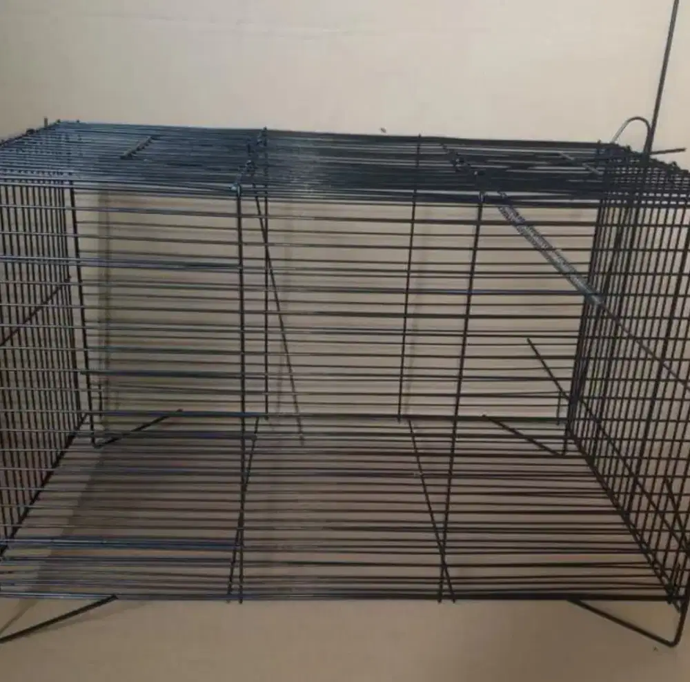 Perangkap musang dan kucing