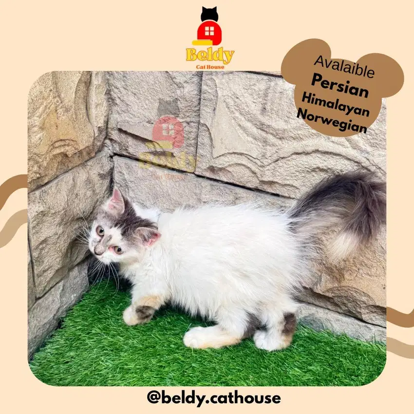 Kucing Kitten Persia Himalaya Norwegian