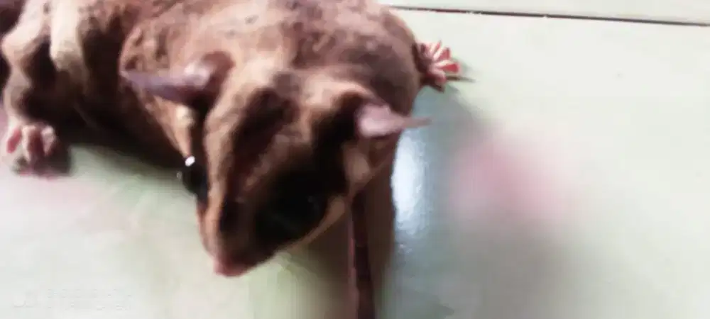 Sugar Glider Classic Grey