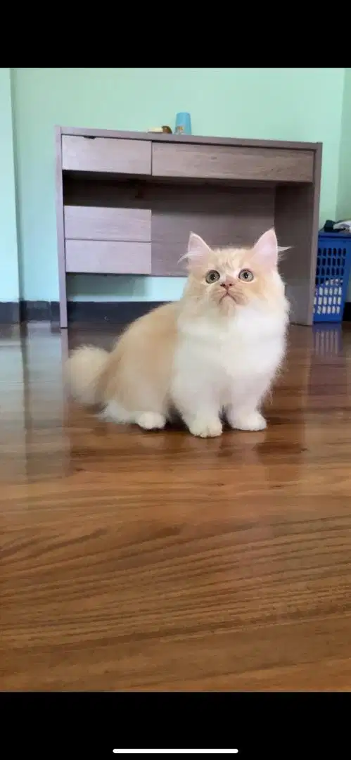 Munchkin minuet longhair