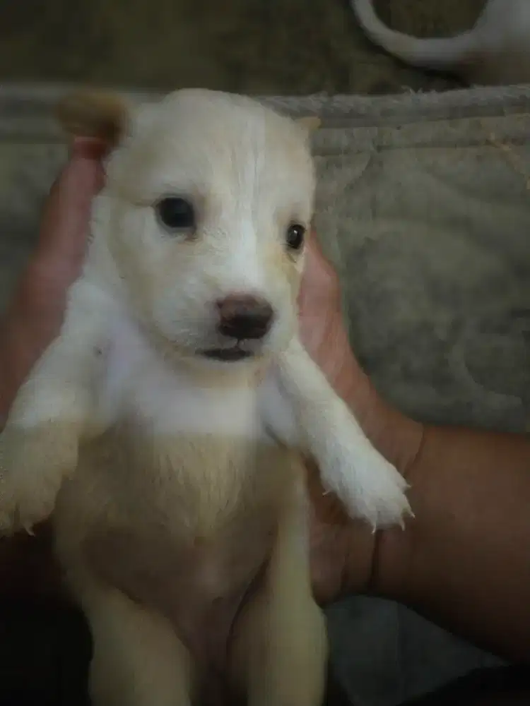 Anak Anjing Maltese mix corgie badan pendek bulu panjang.