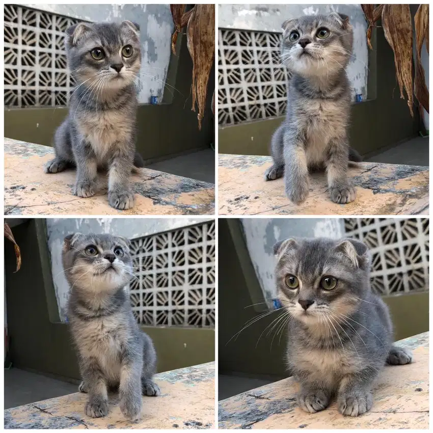 Kucing scottish fold