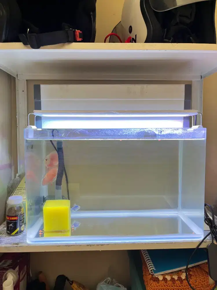 Aquarium optic clear bending lengkung akuarium bu