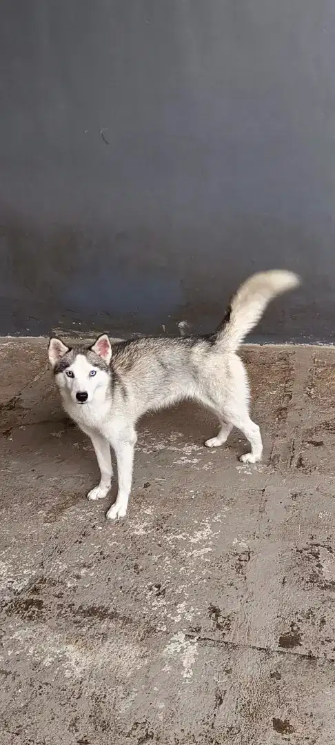 SIBERIAN HUSKY BLUE EYES SHORT HAIR