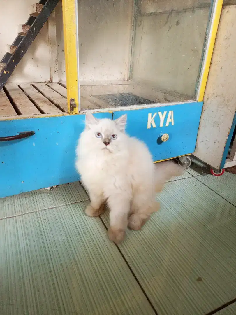 Kucing himalaya betina  gembul luci