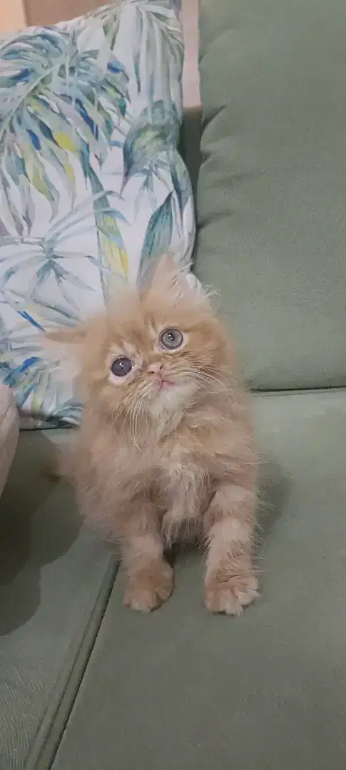 Lepas Adopt Persia Flatnose