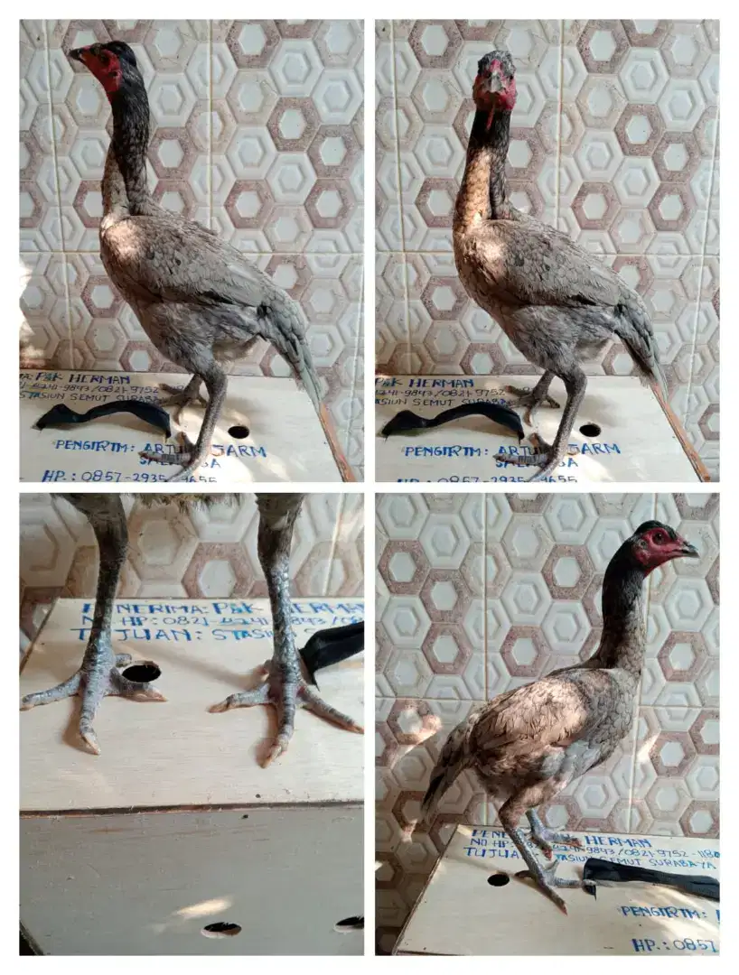 Ayam Betina Mangon Silangan Bangkok