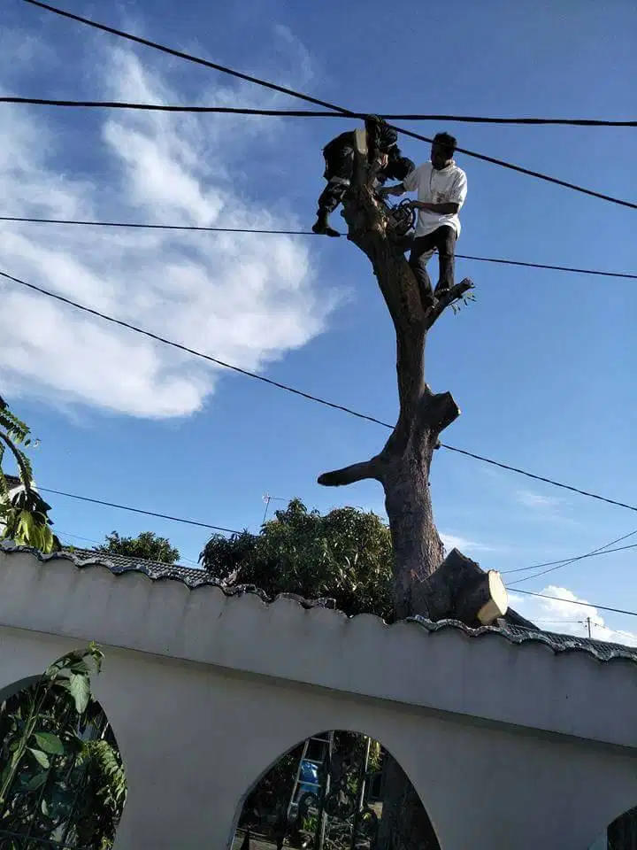 takut ketinggian untuk potong pohon kami bisa