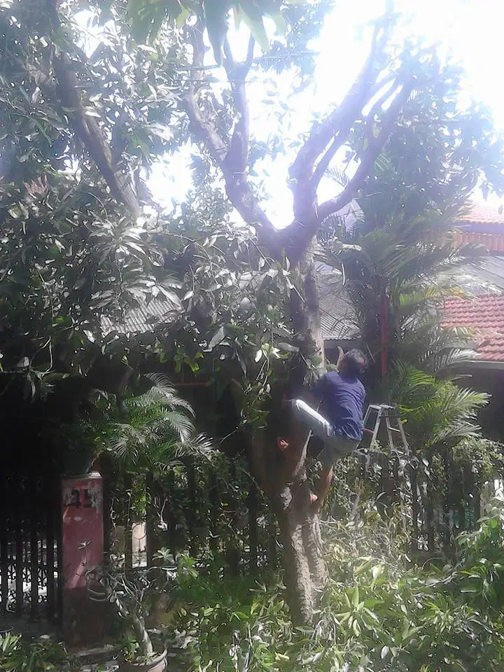 mahir lincah manjat pohon hubungi kami