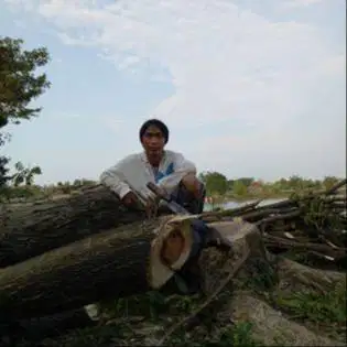 tukang potong pohon besar kecil
