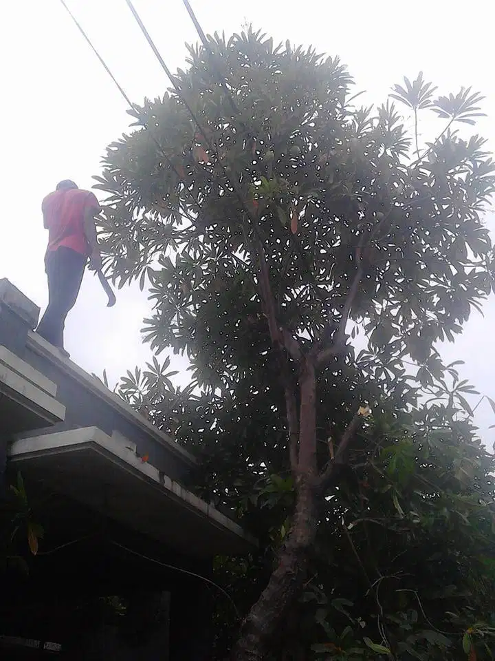 ahli tukang potong pohon trembesi palem dll