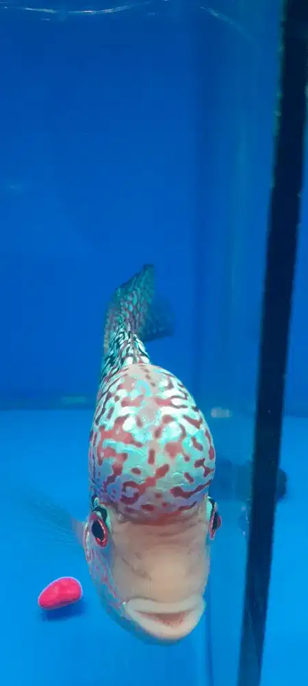 LOUHAN CENCU CROSSHEAD