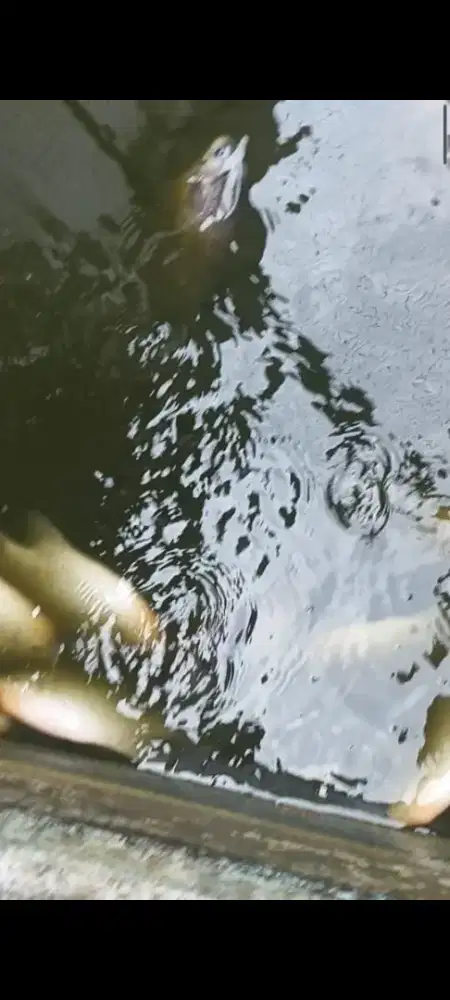 Gurame Padang ukuran 1 kg lebih