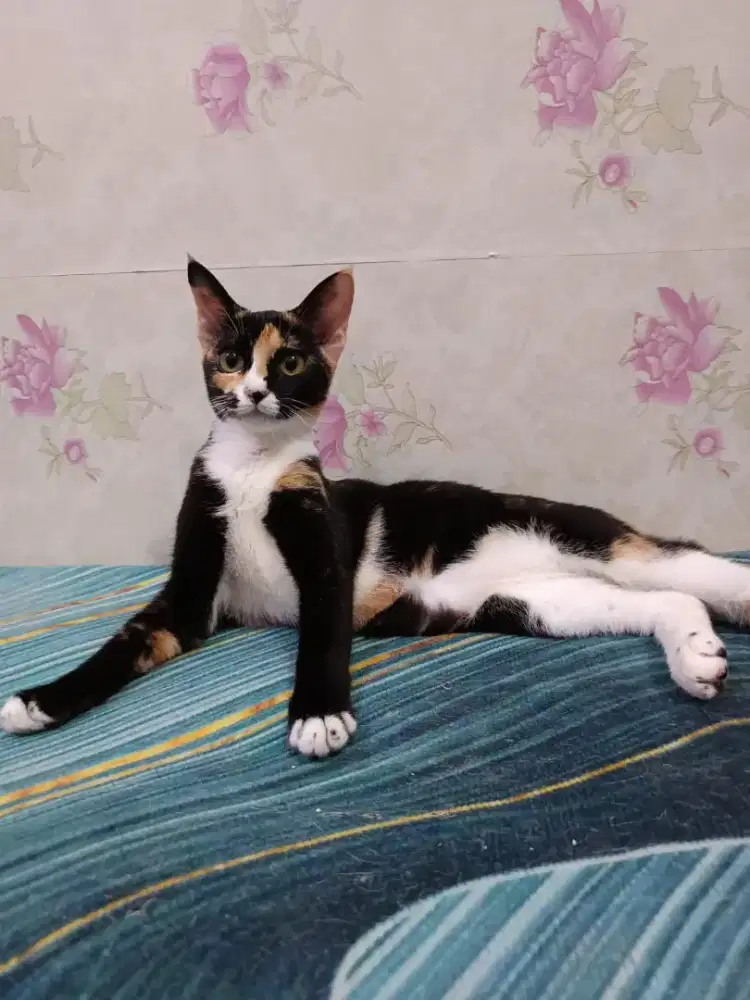 Kucing Gratis Semarang