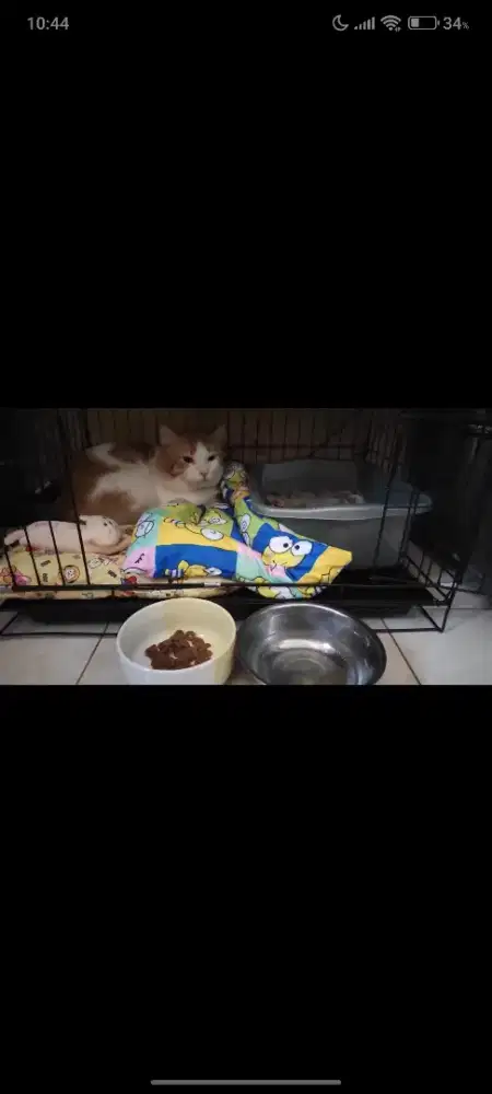 Kandang Kucing Bekas