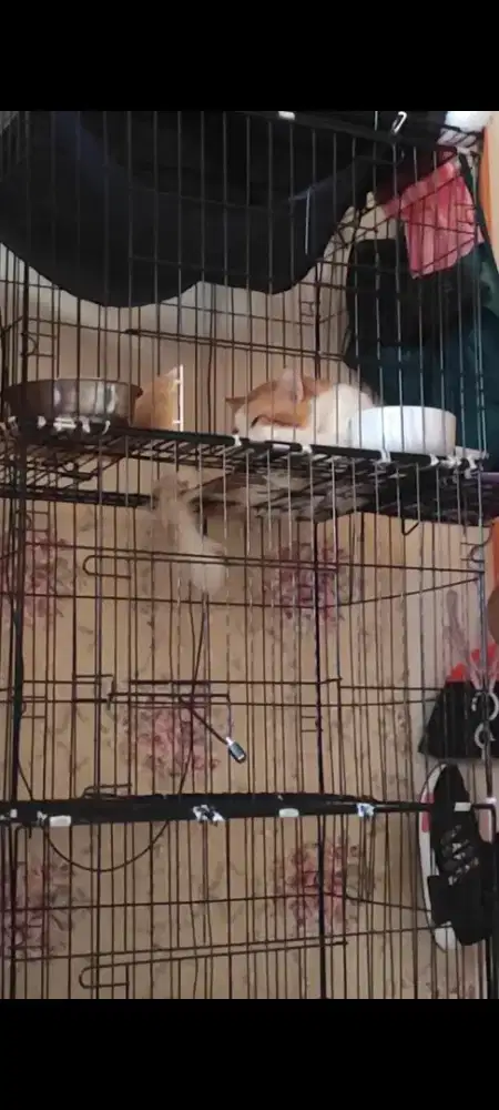 Kandang Kucing Tingkat Tiga