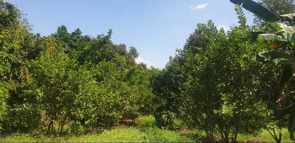 Dijual Tanah kebun (Tanpa Perantara) luas  2812 m2 (Status SHM)