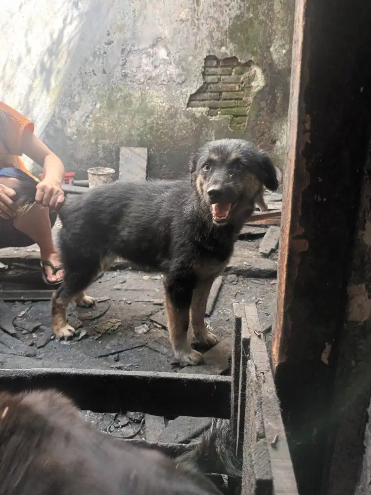 Anjing betina mix cocok buat indukan