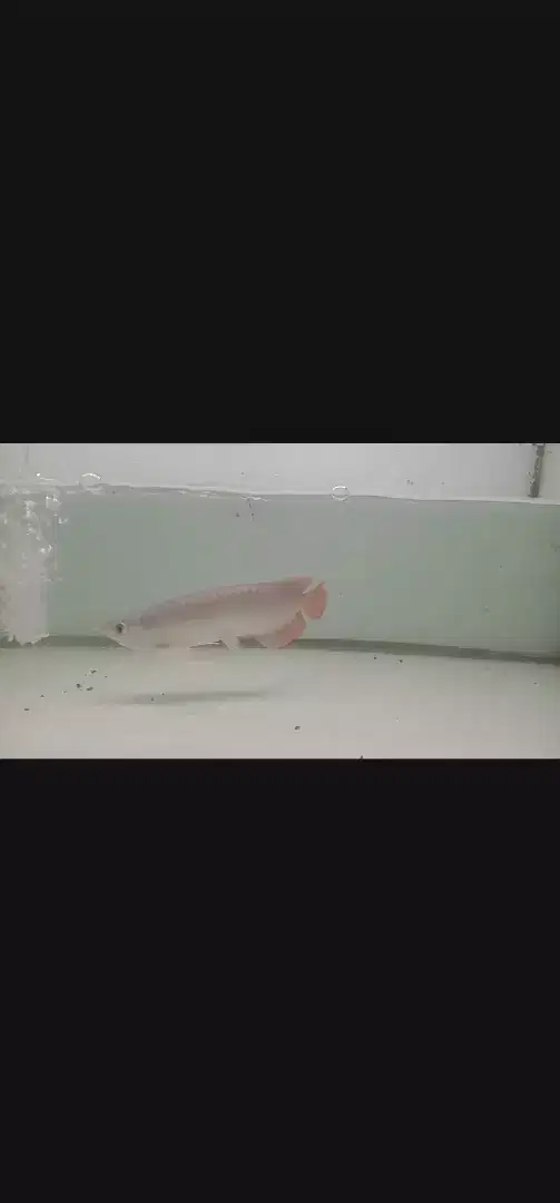 Arwana Super Red Kalimantan size  -+27cm