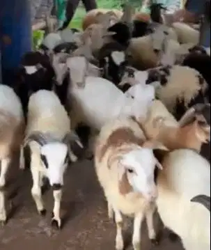 10 ekor bakalan domba garut jantan 5-6 bulanan siap penggemukan manteb