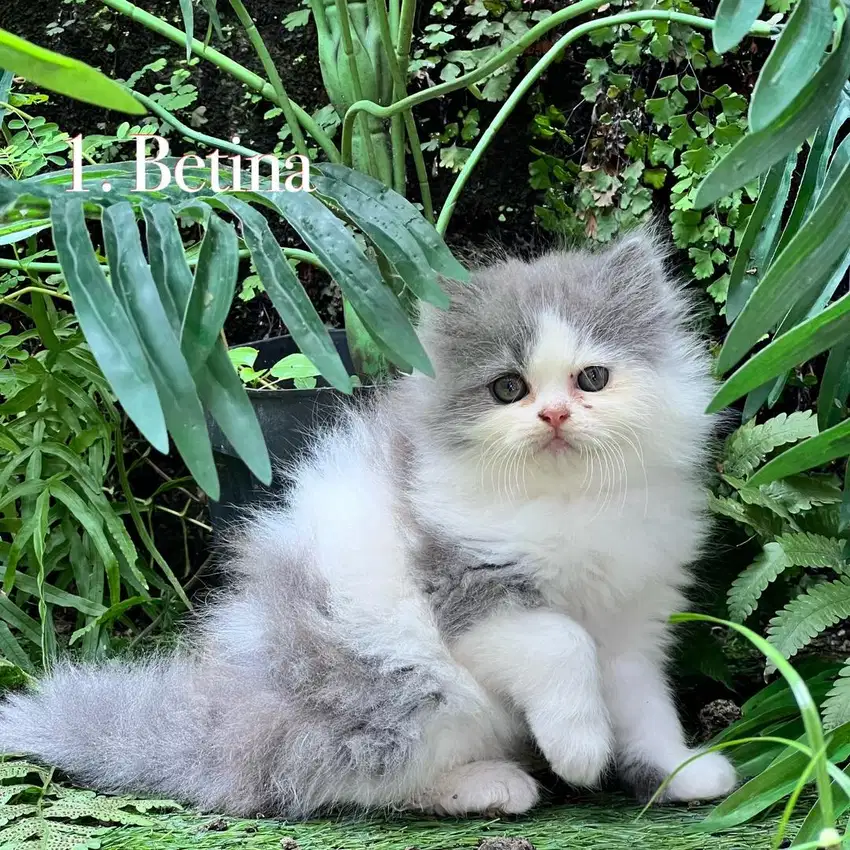Kucing persia anggora abu putih