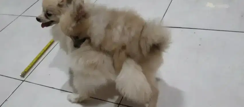 Anjing super mini pom jtn 7 bulan